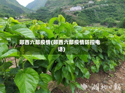 郧西六郎疫情(郧西六郎疫情防控电话)-第1张图片